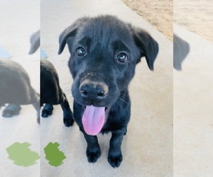 Shepradors Puppy for sale in MIDLAND, TX, USA