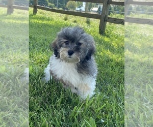 Lhasa-Poo Puppy for sale in CANOGA, NY, USA