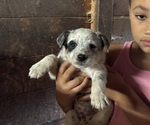 Small #5 Australian Cattle Dog