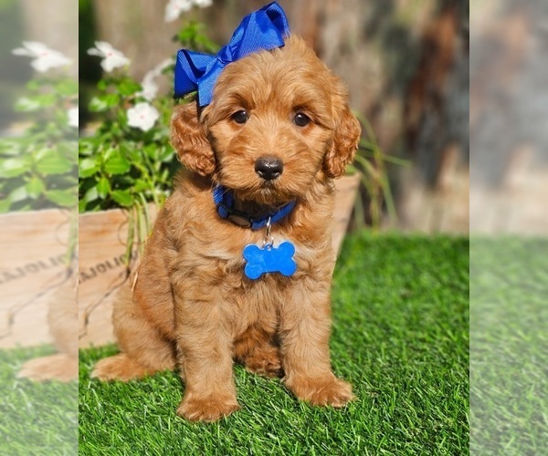 Medium Photo #5 Goldendoodle (Miniature) Puppy For Sale in INDIANAPOLIS, IN, USA