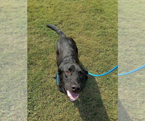 - Mix Dogs for adoption in Evansville, IN, USA