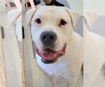 Small American Bulldog Mix