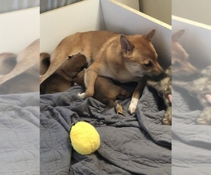 Mother of the Shiba Inu-Unknown Mix puppies born on 05/14/2021
