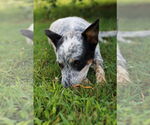 Small #4 Mutt