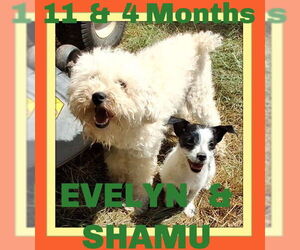 Poodle (Miniature) Dogs for adoption in Sebec, ME, USA