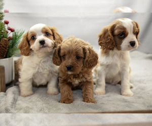 Cavapoo Litter for sale in BALTIC, OH, USA