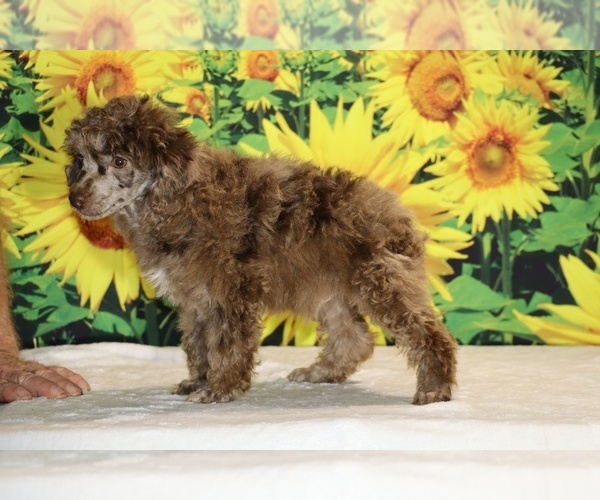 Medium Photo #20 Poodle (Toy) Puppy For Sale in DYERSBURG, TN, USA