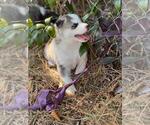 Small Photo #4 Siberian Husky Puppy For Sale in BROOKSVILLE, FL, USA