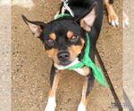 Small Photo #6 Miniature Pinscher-Unknown Mix Puppy For Sale in Washington, DC, USA