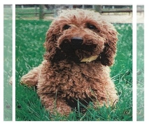 Mother of the Aussiedoodle Miniature  puppies born on 10/10/2025