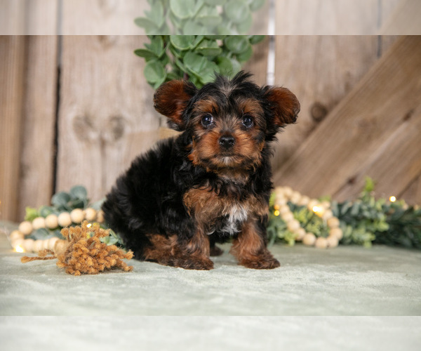 Medium Photo #3 Yorkshire Terrier Puppy For Sale in GREENWICH, OH, USA