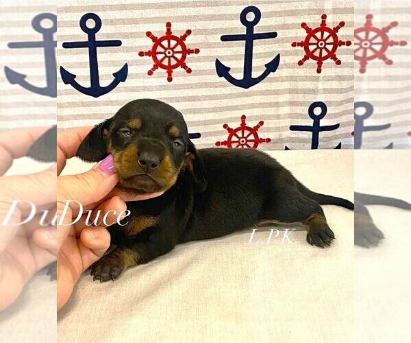 Medium Photo #1 Dachshund Puppy For Sale in WINNSBORO, LA, USA