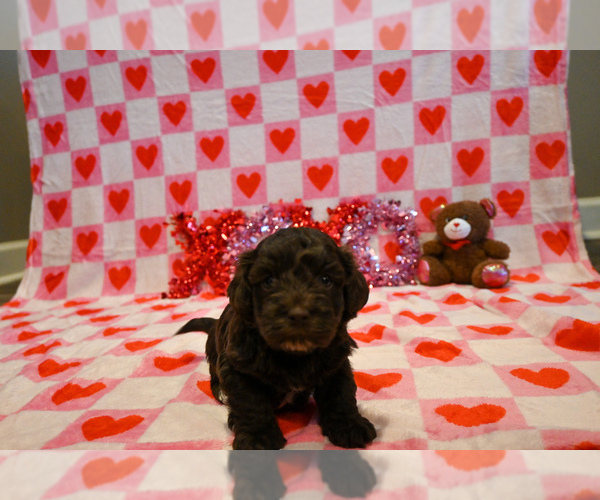 Medium Photo #3 Havapoo Puppy For Sale in GUTHRIE, KY, USA