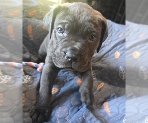 Medium Cane Corso