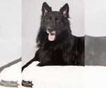 Small #1 German Shepherd Dog