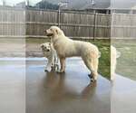Small #1 Great Pyrenees
