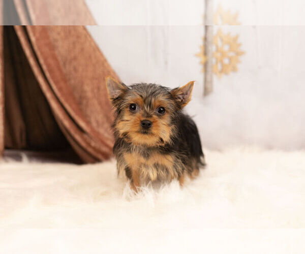 Medium Photo #5 Yorkshire Terrier Puppy For Sale in WARSAW, IN, USA