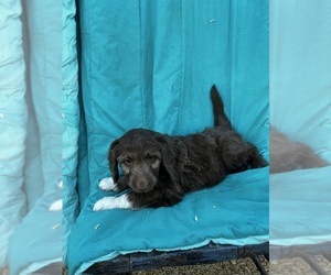 Aussiedoodle Puppy for sale in BLOOMFIELD, MO, USA