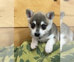 Small #4 Alaskan Klee Kai-Pomeranian Mix