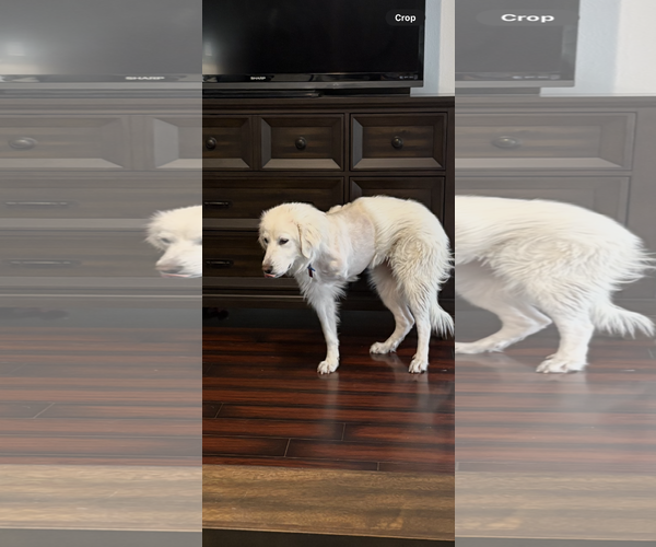 Medium Photo #2 Great Pyrenees Puppy For Sale in Spring, TX, USA