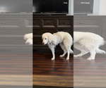 Small #1 Great Pyrenees