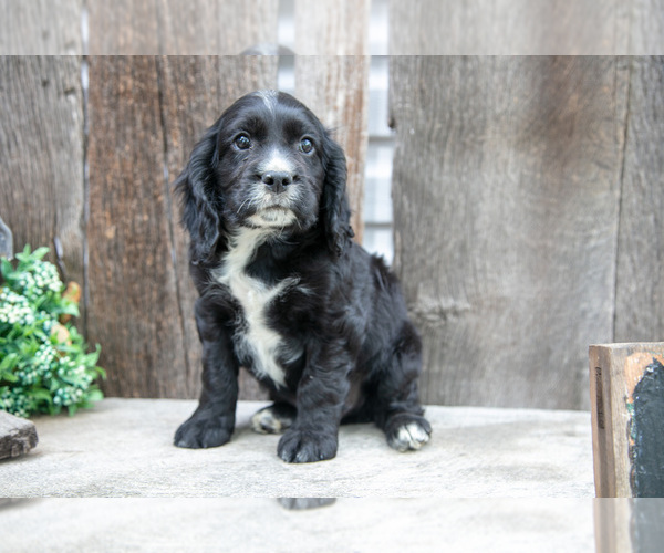Medium Photo #2 Cocker Spaniel Puppy For Sale in SHREVE, OH, USA