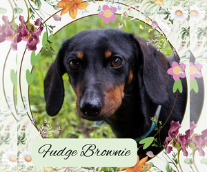 Dachshund Dogs for adoption in San Antonio, TX, USA