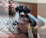 Pippa - Female Australian Shepherd-Unknown Mix Dog for Adoption - Small photo