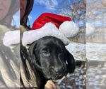 Puppy Donner Labrador Retriever