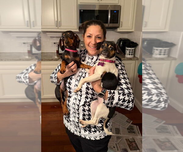 Medium Photo #2 Dachshund Puppy For Sale in Mundelein, IL, USA