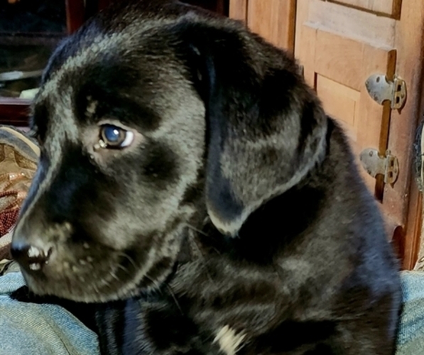 Medium Photo #1 Labrador Retriever Puppy For Sale in TAZEWELL, VA, USA