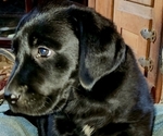 Puppy Puppy 1 Labrador Retriever
