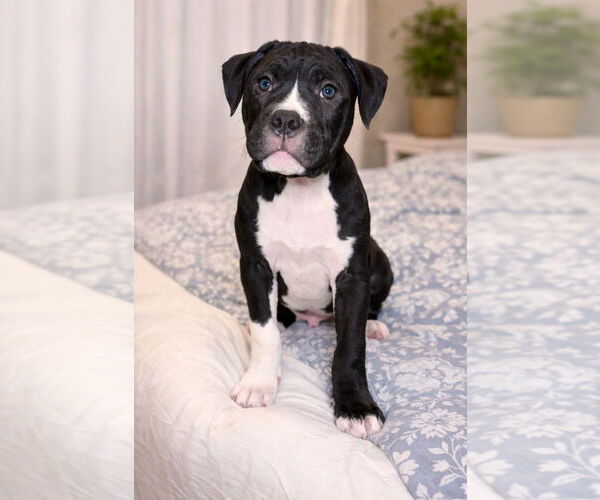 Medium Photo #2 Boxer Puppy For Sale in Brights Grove, Ontario, Canada