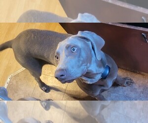 Weimaraner Puppy for sale in KINGSTON, WA, USA