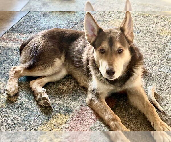 Medium Photo #3 Mutt Puppy For Sale in Omaha, NE, USA