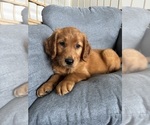 Small Photo #1 Golden Retriever Puppy For Sale in INDIANAPOLIS, IN, USA