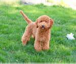 Small #3 Goldendoodle