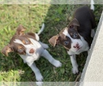 Small Photo #9 Shepradors Puppy For Sale in DETROIT, MI, USA