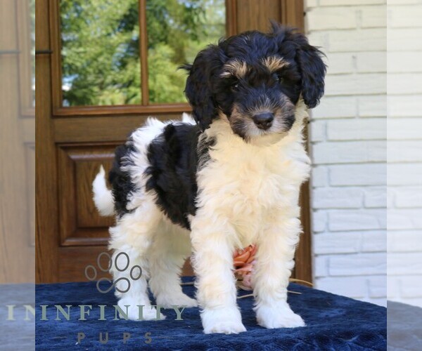 Medium Photo #3 Bernedoodle (Miniature) Puppy For Sale in NARVON, PA, USA