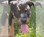 Small #4 Rottweiler