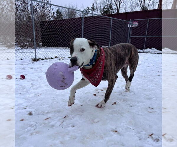 Medium Photo #6 Mutt Puppy For Sale in Muskegon, MI, USA