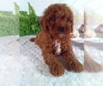Small #3 Cavalier King Charles Spaniel-Poodle (Toy) Mix