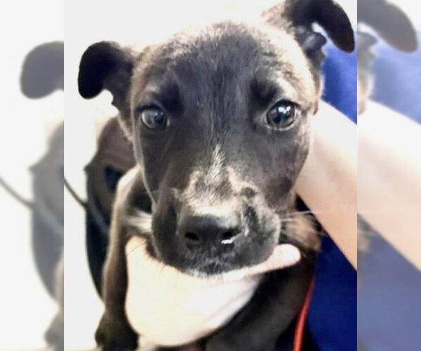 Medium Photo #2 Mutt Puppy For Sale in Houston, TX, USA