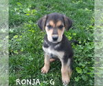 Small #1 German Shepherd Dog Mix