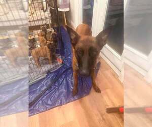 Hera - located in CA - Female Mutt Dog for Adoption - Photo #8