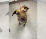 Small American Pit Bull Terrier Mix
