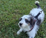 Puppy FISHER Bernedoodle-Bernese Mountain Dog Mix