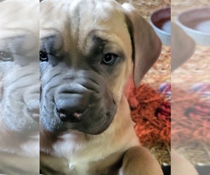 Cane Corso Puppy for sale in NUNICA, MI, USA