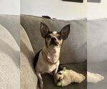 Small #5 Chihuahua Mix