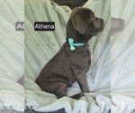 Small #4 Cane Corso